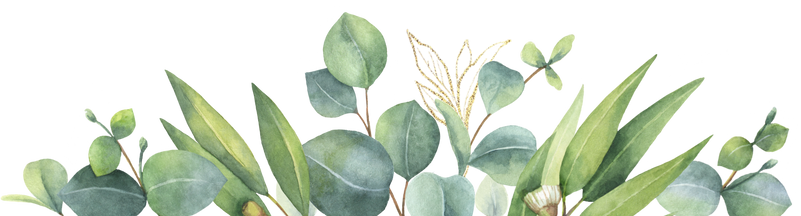 Watercolor eucalyptus leaves. Flower illustration